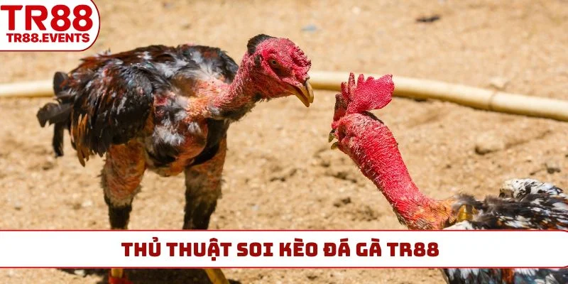 Thủ thuật soi kèo đá gà TR88